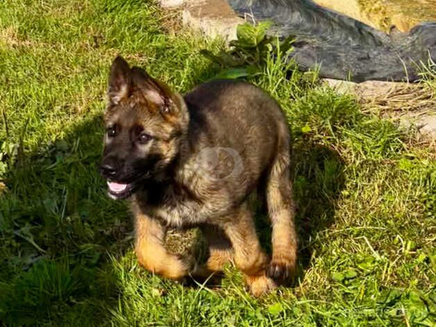 Gorgeous Straight Backed, Sable German Shepherd Female Puppy Available Now for sale in Templecombe, Somerset