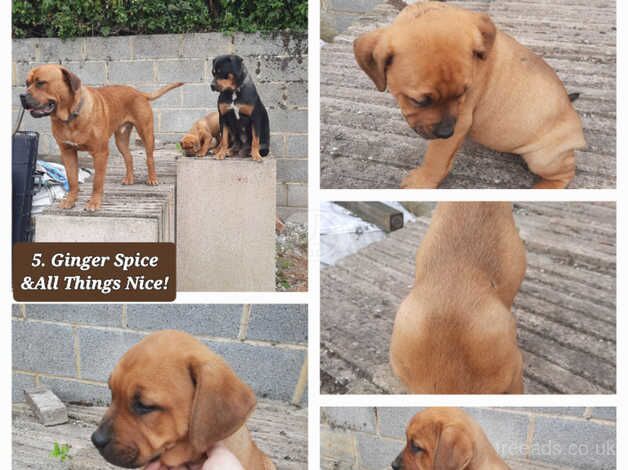 Gorgeous stunning litter of German Shepherd x Rottweiler x Mastiff x puppies for sale in Salisbury, Wiltshire