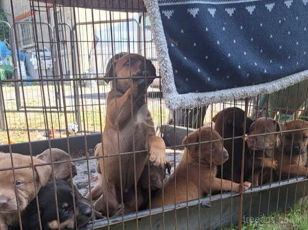 Gorgeous stunning litter of German Shepherd x Rottweiler x Mastiff x puppies for sale in Salisbury, Wiltshire - Image 3