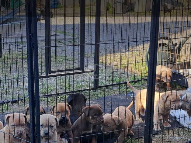 Gorgeous stunning litter of German Shepherd x Rottweiler x Mastiff x puppies for sale in Salisbury, Wiltshire - Image 4