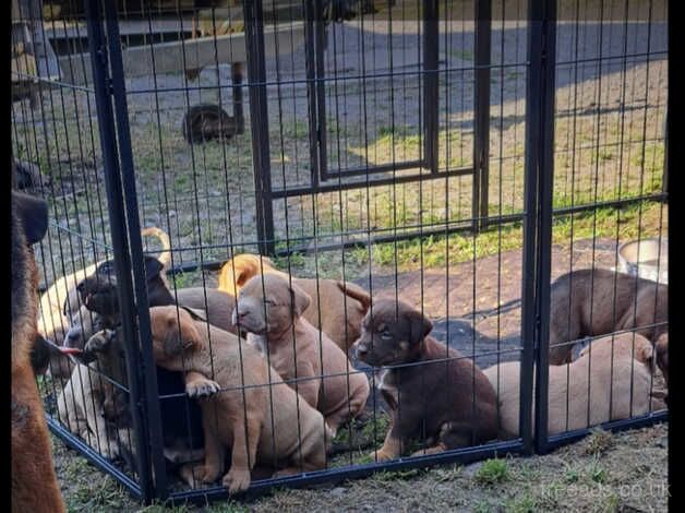 Gorgeous stunning litter of German Shepherd x Rottweiler x Mastiff x puppies for sale in Salisbury, Wiltshire - Image 5