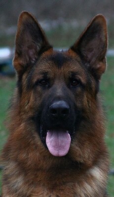 German Shepherds for sale in Faversham, Kent