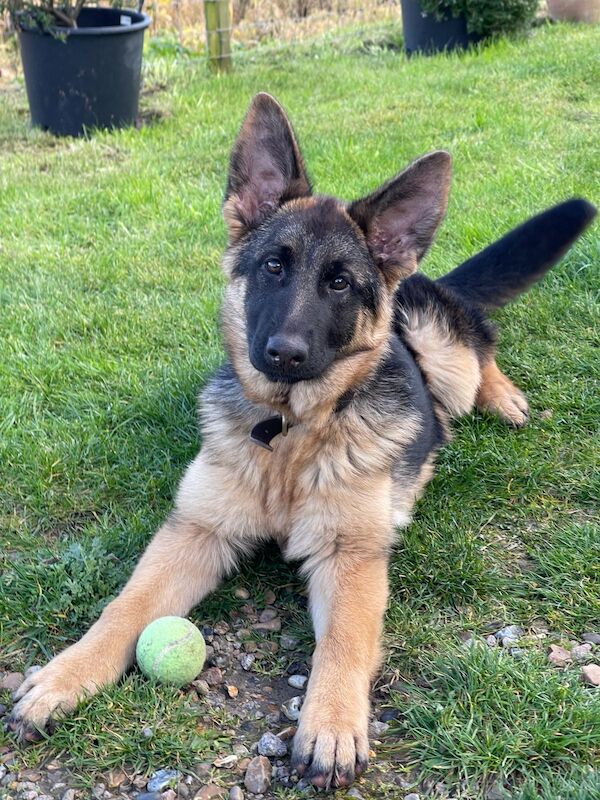 KC Registered German Shepherd Puppies for sale in Kent