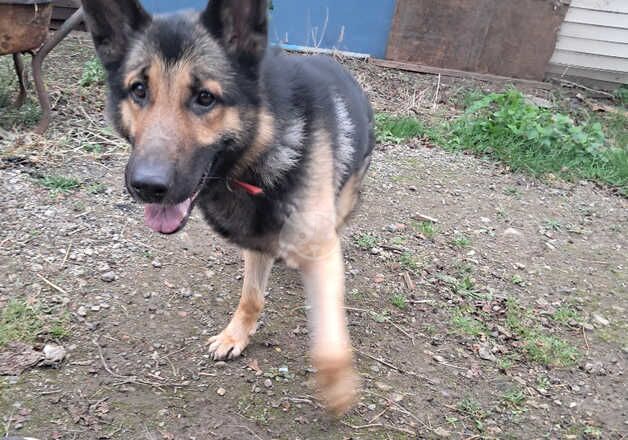 Grarman shepherd male for sale in Leeds, West Yorkshire