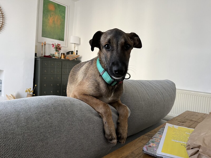 GSD German Shepherd X 4 month old puppy for sale in Canonbury, Islington, Greater London - Image 1
