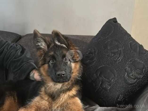 Gsd KC long hair female pup for sale in Stoke-on-Trent, Staffordshire