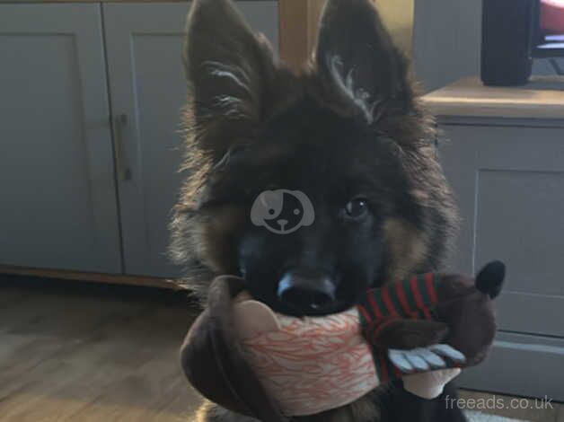 Gsd KC long hair female pup for sale in Stoke-on-Trent, Staffordshire - Image 3