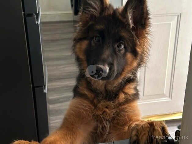 Gsd KC long hair female pup for sale in Stoke-on-Trent, Staffordshire - Image 4