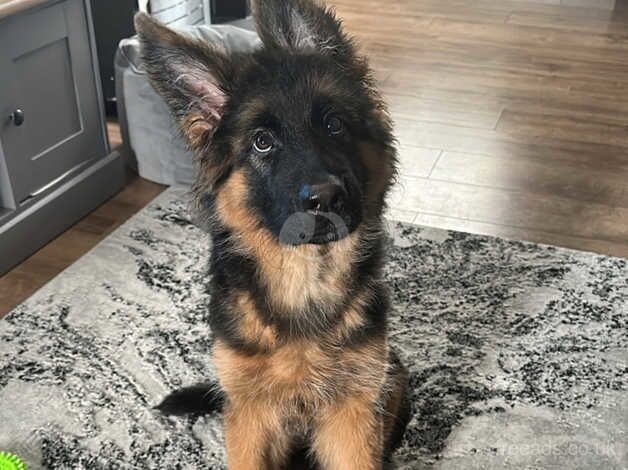 Gsd KC long hair female pup for sale in Stoke-on-Trent, Staffordshire - Image 5