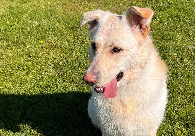 GSD Looking For Forever Home for sale in Westonbirt, Gloucestershire