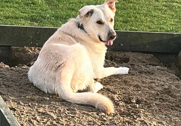 GSD Looking For Forever Home for sale in Westonbirt, Gloucestershire - Image 3