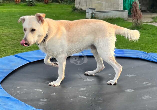 GSD Looking For Forever Home for sale in Westonbirt, Gloucestershire - Image 4