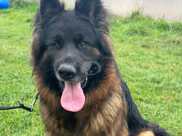 GSD Male for sale in Wakefield, West Yorkshire