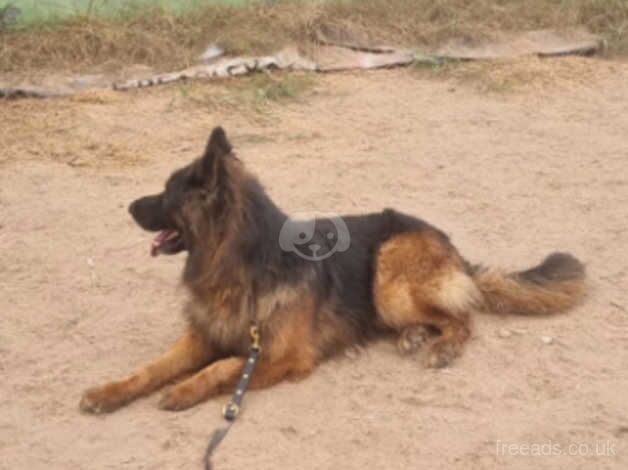 GSD Male for sale in Wakefield, West Yorkshire - Image 2