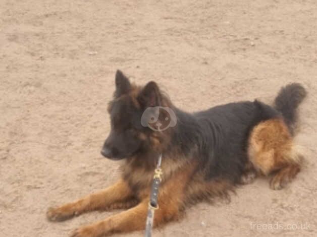 GSD Male for sale in Wakefield, West Yorkshire - Image 3