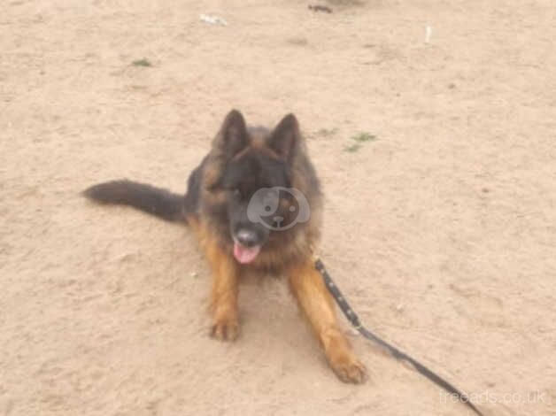 GSD Male for sale in Wakefield, West Yorkshire - Image 4