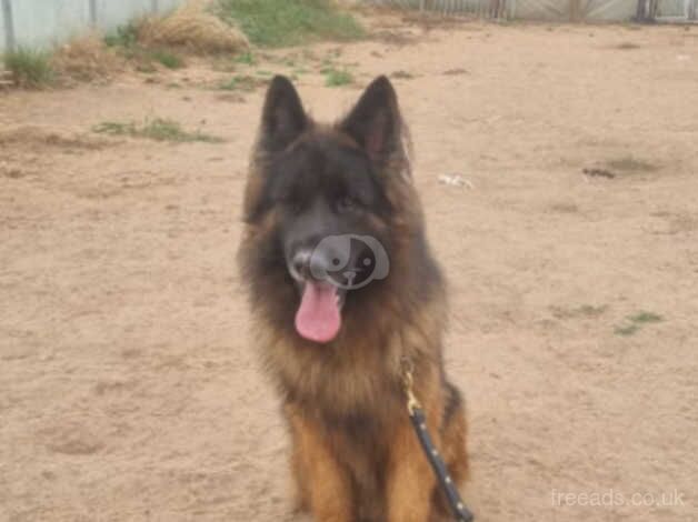 GSD Male for sale in Wakefield, West Yorkshire - Image 5