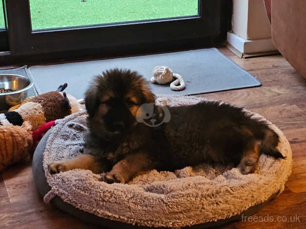 Gsd male puppy for sale in Eastbourne, County Durham