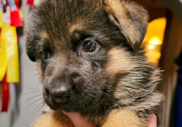 German Shepherds for sale in Newcastle, Down