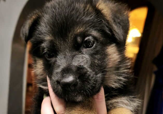 KC Registered German Shepherd Puppies for sale in Down