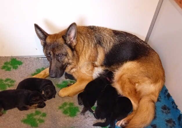 German Shepherd Puppies for sale