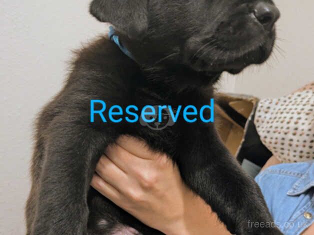 Gsd puppies for sale in Norwich, Norfolk - Image 2