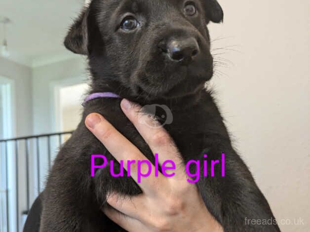 Gsd puppies for sale in Norwich, Norfolk - Image 3