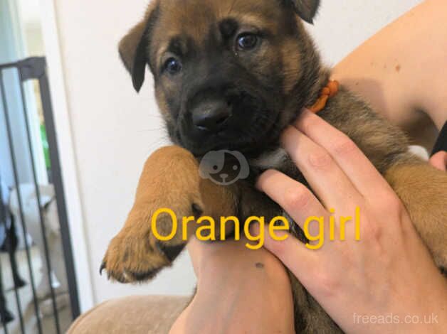 Gsd puppies for sale in Norwich, Norfolk - Image 4