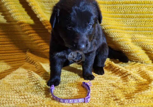 GSD puppies for sale in Nottingham, Nottinghamshire