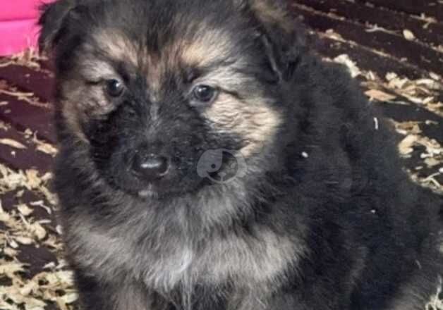 Gsd puppies for sale in Sittingbourne, Kent