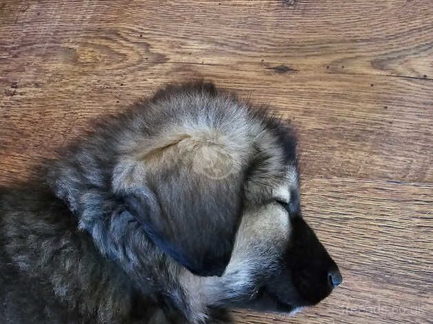 Gsd puppy for sale in Eastbourne, County Durham