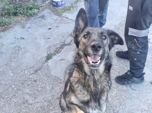 Gsd pups for sale in Bishop's Hull, Somerset