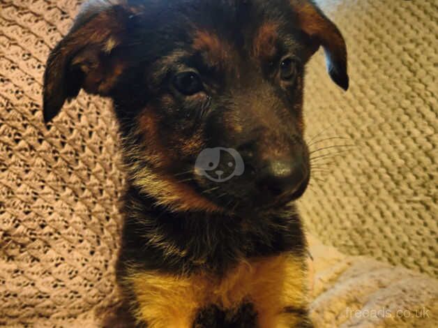 GSD X Rottweiler for sale in Swansea/Abertawe, Swansea - Image 1