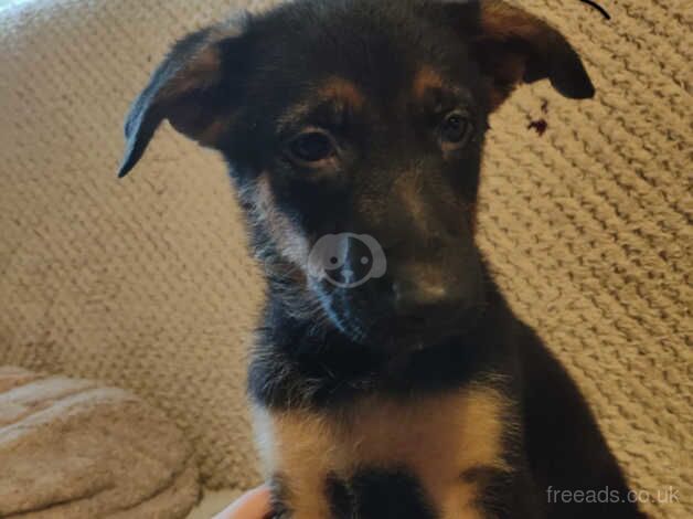 German Shepherd Puppies for sale in Swansea