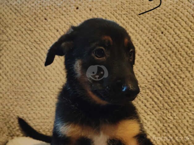 GSD X Rottweiler for sale in Swansea/Abertawe, Swansea - Image 4