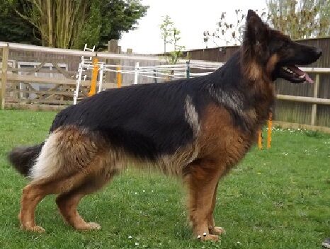 HUGO FULLY HEALTH TESTED STUD for sale in Wisbech, Cambridgeshire - Image 3