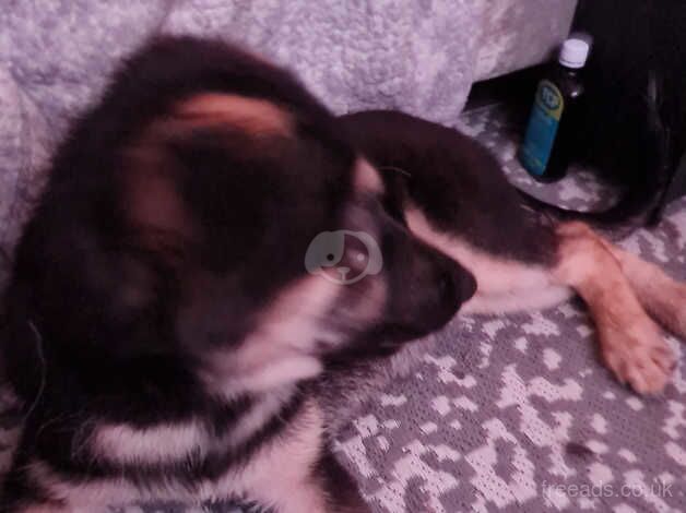 Husky/German Shepherd for sale in Kingswood, Powys