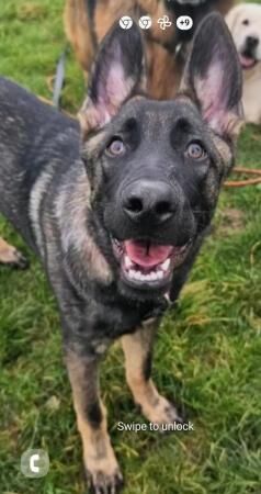 I'm Dexter, I'm a working line German Shepherd for sale in Chorley, Lancashire - Image 1