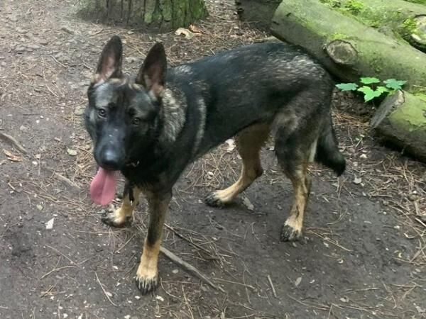 I'm Dexter, I'm a working line German Shepherd for sale in Chorley, Lancashire - Image 2