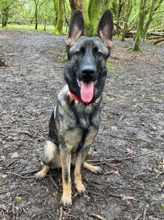 I'm Dexter, I'm a working line German Shepherd for sale in Chorley, Lancashire - Image 3
