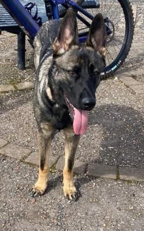 I'm Dexter, I'm a working line German Shepherd for sale in Chorley, Lancashire - Image 4