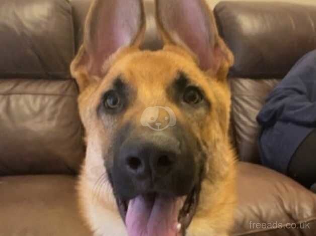 Ivar the 2 and a half year old German shepherd for sale in Newcastle upon Tyne, Tyne and Wear