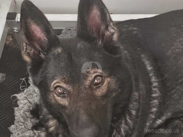 Jet black german sheperd champion for sale in Bradford, West Yorkshire