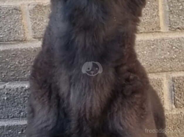 Jet black german sheperd champion for sale in Bradford, West Yorkshire - Image 2