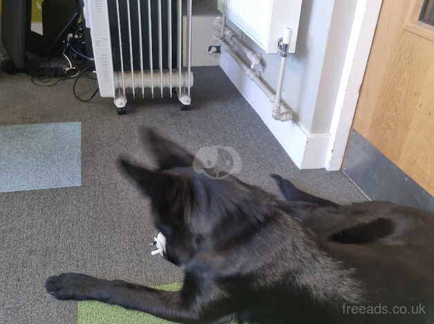 Jet black german sheperd for sale in Bradford, West Yorkshire