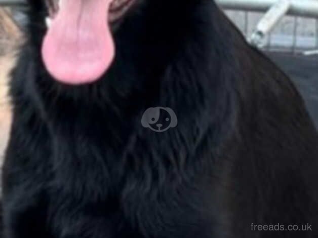 Jet black german sheperd for sale in Bradford, West Yorkshire - Image 2