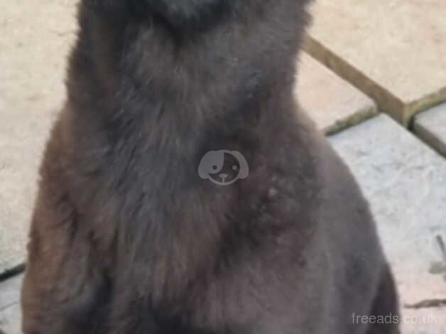 Jet black german shepherd boy for sale uk for sale in Bradford, West Yorkshire