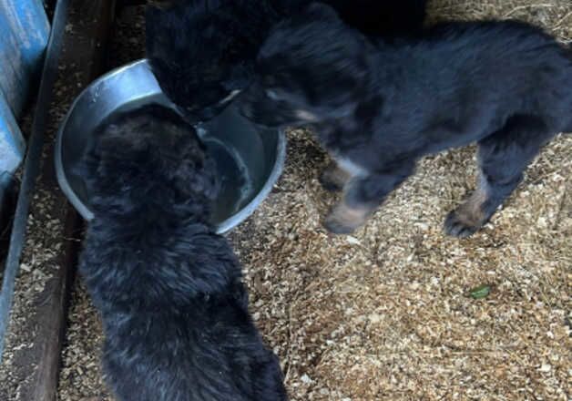 German Shepherds for sale in Maidstone, Kent