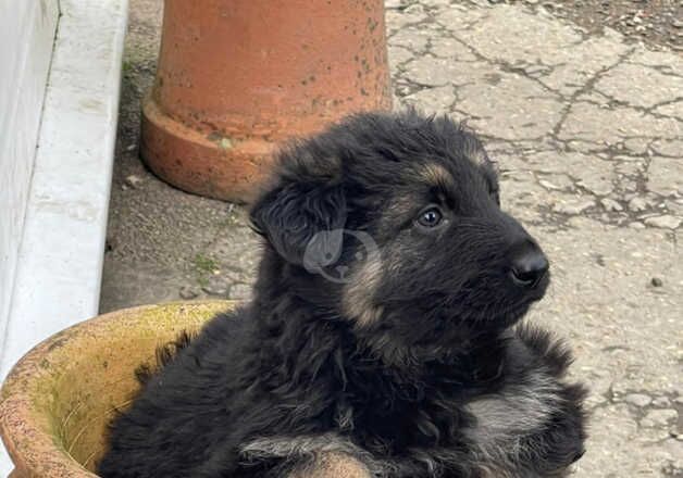 German Shepherd Puppies for sale in Kent