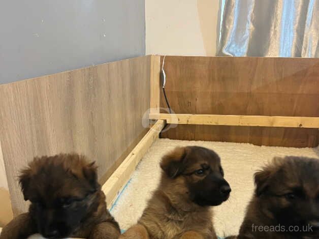 K C Registered German Shepherd Puppies for sale in Waterlooville, Hampshire